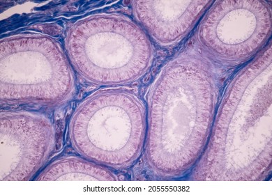 Anatomy and Histological Ovary and Testis human cells under microscope.
 - Shutterstock ID 2055550382