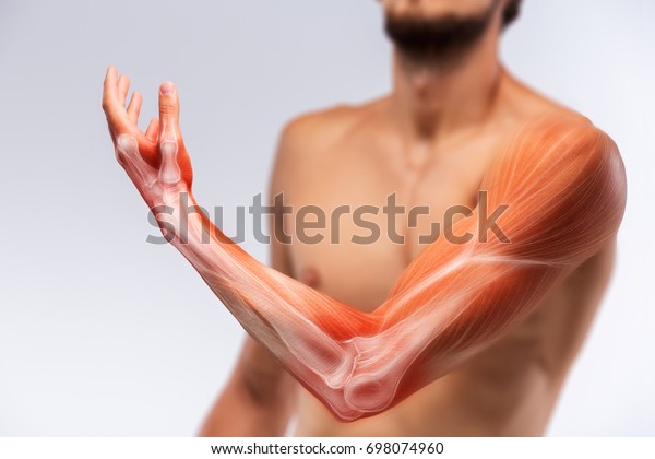 人間の腕の解剖学 人間の腕の筋肉組織 の写真素材 今すぐ編集