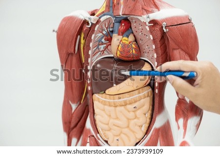 Anatomy human body model isolated on white background.Part of human body model with organ system.Human abdominal model.Doctor explain to patient for medical treatment.
