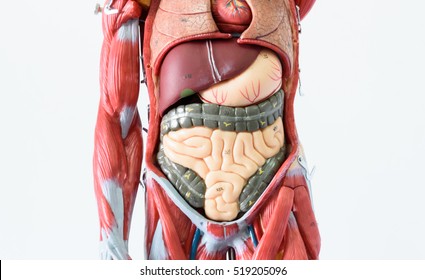 Anatomy Human Body Model On White Stock Photo Edit Now