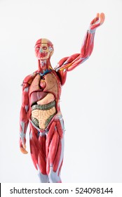 Anatomy human body model on white background.Part of human body model with organ system.Human muscle model.Medical education concept.