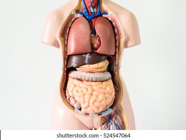 Anatomy human body model on white background.Part of human body model with organ system.Medical education concept. - Shutterstock ID 524547064