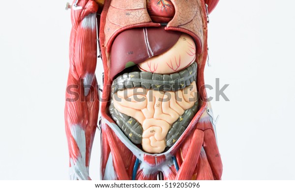 白い背景に人体の解剖学モデル 臓器システムを持つ人体モデルの一部 人間の筋肉モデル 医療教育のコンセプト の写真素材 今すぐ編集
