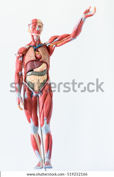 Anatomy human body model on white\
background.Part of human body model with organ system.Human muscle\
model.Medical education\
concept.