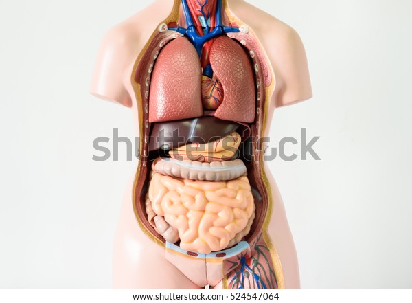 白色背景下的人体解剖模型 具有器官系统的人体模型的一部分 医学教育概念 库存照片 立即编辑