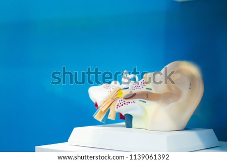 Anatomy of the human ear with the internal parts that form it. No people