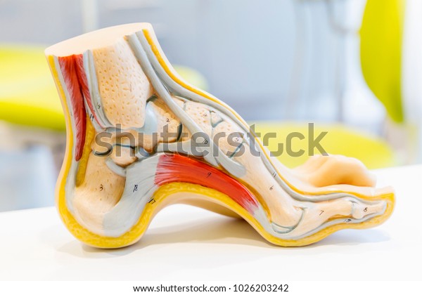 Anatomy human foot\
model