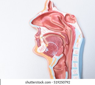 Anatomy human skull model on white background.Part of human face model with organ system.Medical education concept.