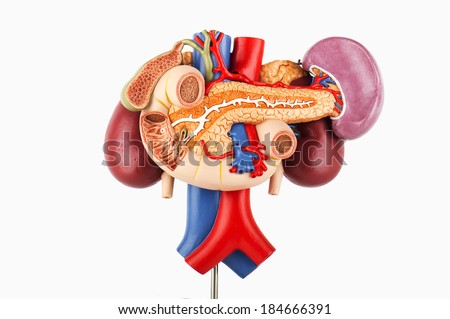 anatomy, kidney with rear organ of the upper abdomen - 3 parts on white background Stock photo © 
