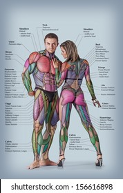 Anatomy of male and female muscular system - anterior posterior view - full body