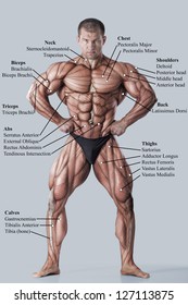 Anatomy of male muscular system - anterior view - full body