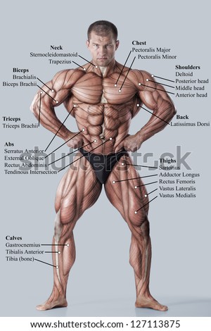 Anatomy of male muscular system - anterior view - full body