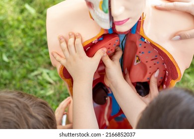 anatomy mannequin.plastic man dummy with internal organs.technical model of human body on green park nature background.kids hands putting organs inside the plastic body,useful activities,medicine - Shutterstock ID 2166852037