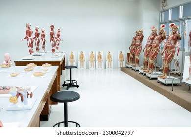 Anatomy model in anatomy classroom at medical school.Science laboratory, with focus on human body anatomy model.Medical education concept. - Powered by Shutterstock