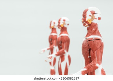 Anatomy model in anatomy classroom at medical school.Science laboratory, with focus on human body anatomy model.Medical education concept. - Powered by Shutterstock