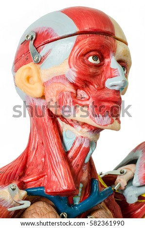 Anatomy model of human face and neck muscle