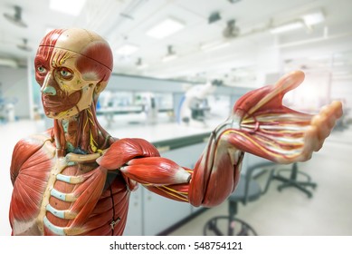 Anatomy model on laboratory background - Shutterstock ID 548754121
