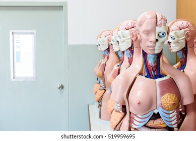 Anatomy Model In Anatomy Room At Medical School.Medical Education Concept.