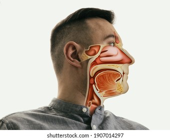 Anatomy of the mouth, throat and nose on man portrait. 