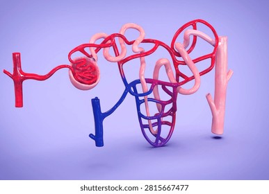 Anatomy of Nephron is the microscopic structural and functional unit of the kidney. Each adult human kidney contains about 1 million of them. Their primary job is to regulate water and soluble substances in the blood by filtering it, reabsorbing what the body needs, and excreting the rest as urine.Renal corpuscle: Made up of the ⁠Glomerulus and Bowman's capsule. It acts as the initial filtering site where blood pressure forces water and small molecules out of the bloodstream and into the tubule.Renal tubule: A winding passageway extending from Bowman's capsule. It includes the proximal tubule, the ⁠Loop of Henle and the distal tubule, all of which recover essential nutrients, ions, and water.3D