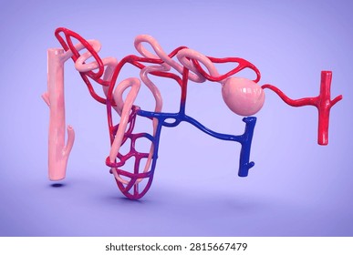 Anatomy of Nephron is the microscopic structural and functional unit of the kidney. Each adult human kidney contains about 1 million of them. Their primary job is to regulate water and soluble substances in the blood by filtering it, reabsorbing what the body needs, and excreting the rest as urine.Renal corpuscle: Made up of the ⁠Glomerulus and Bowman's capsule. It acts as the initial filtering site where blood pressure forces water and small molecules out of the bloodstream and into the tubule.Renal tubule: A winding passageway extending from Bowman's capsule. It includes the proximal tubule, the ⁠Loop of Henle and the distal tubule, all of which recover essential nutrients, ions, and water.3D