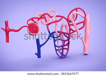 Anatomy of Nephron is the microscopic structural and functional unit of the kidney. Each adult human kidney contains about 1 million of them. Their primary job is to regulate water and soluble substances in the blood by filtering it, reabsorbing what the body needs, and excreting the rest as urine.Renal corpuscle: Made up of the ⁠Glomerulus and Bowman's capsule. It acts as the initial filtering site where blood pressure forces water and small molecules out of the bloodstream and into the tubule.Renal tubule: A winding passageway extending from Bowman's capsule. It includes the proximal tubule, the ⁠Loop of Henle and the distal tubule, all of which recover essential nutrients, ions, and water.3D