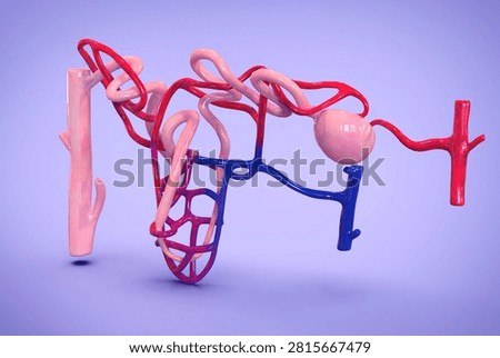 Anatomy of Nephron is the microscopic structural and functional unit of the kidney. Each adult human kidney contains about 1 million of them. Their primary job is to regulate water and soluble substances in the blood by filtering it, reabsorbing what the body needs, and excreting the rest as urine.Renal corpuscle: Made up of the ⁠Glomerulus and Bowman's capsule. It acts as the initial filtering site where blood pressure forces water and small molecules out of the bloodstream and into the tubule.Renal tubule: A winding passageway extending from Bowman's capsule. It includes the proximal tubule, the ⁠Loop of Henle and the distal tubule, all of which recover essential nutrients, ions, and water.3D