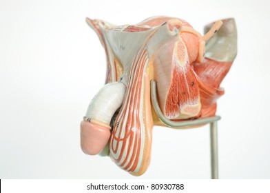 anatomy of penis