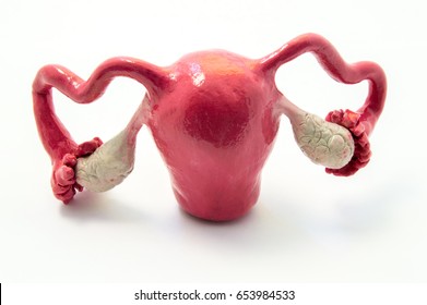 Anatomy of uterus, fallopian tubes and ovaries on example of anatomical model of female genital organ. Concept for study of anatomy of uterus and appendages, illustration of female reproductive system - Shutterstock ID 653984533