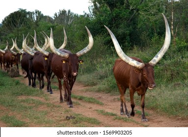 24 Inyambo cows Images, Stock Photos & Vectors | Shutterstock