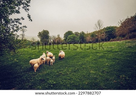 An ancestral family of sheep is walking on the lawn. small flock of sheep
