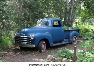 Anchorage, AK - 7 16 2019: Rusty old (1947-1953) Model 3100 blue Chevrolet pickup truck with a bed full of cabbages parked amidst lush green summertime vegetation.