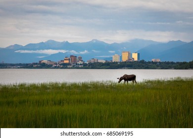 Anchorage Alaska & Grazing Moose