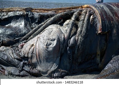 ANCHORAGE, ALASKA, TURNAGAIN ARM - July 9, 2019: Dead Juvenile Gray Whale