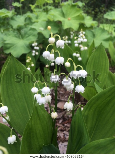 Anchorage Botanical Garden Flower Stock Photo Edit Now 609058154