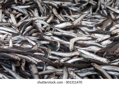 Anchovies (hamsi)