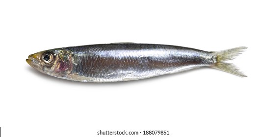 Anchovy With Shadow Isolated On White.