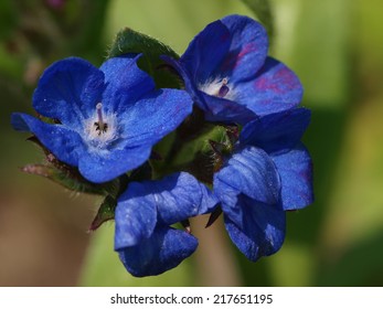 Anchusa Azurea Loddon Royalist