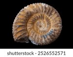 Ancient ammonite fossil, spiral shell, prehistoric ocean creature, preserved naturally