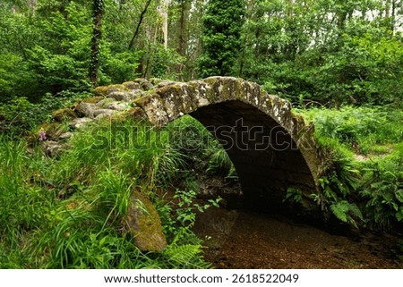 Ancient arched stone bridge covered in moss crossing a clear stream in a wild, lush forest.