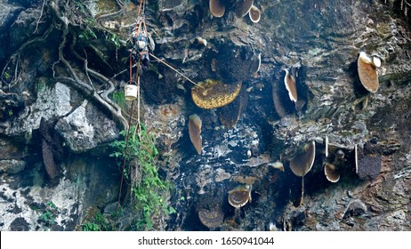 The ancient art of honey hunting in Nepal -  Honey Hunting in dangerous mountain.