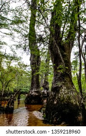 Ancient Bald Cypress Trees In The Mysterious Three Sisters Swamp Off Of The Black River In Sampson County, North Carolina