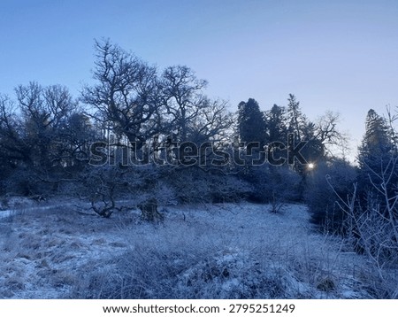 An ancient bare oak tree standing in a frozen field at sunrise