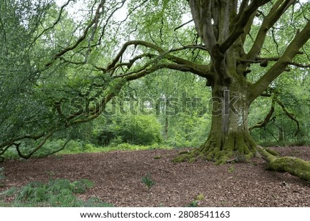 Ancient beech tree with sprawling moss-covered branches and exposed roots in Savernake Forest, Wiltshire, England, surrounded by peaceful summer woodland.