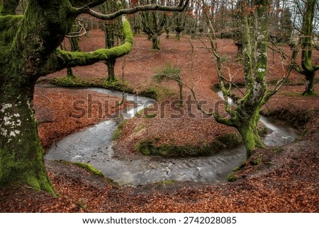 Ancient beech trees with mossy roots and a stream in Otzarreta forest, Gorbea Natural Park, Spain