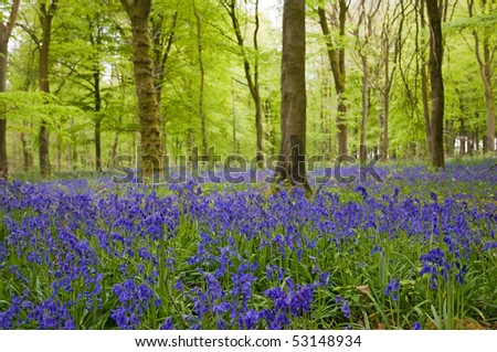 Ancient bluebell beech forest