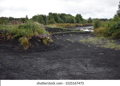 Ancient Bog Of Allen, Ireland