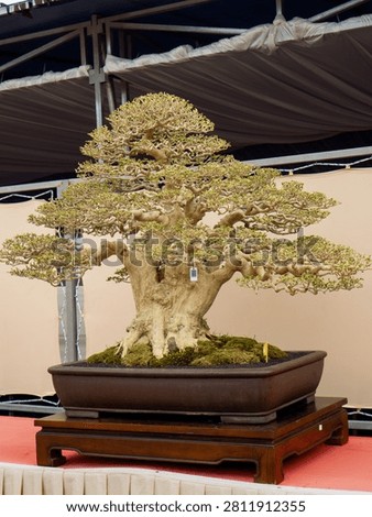 Ancient bonsai tree displayed in elegant indoor exhibition setting