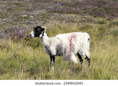 An ancient breed of Sheep, Hardwicks and Swaledale's were bred by Medieval Monks for their hardiness and thick fleece. Today most farmers do not shear the wool and leave the sheep to shed its fleece. - Powered by Shutterstock