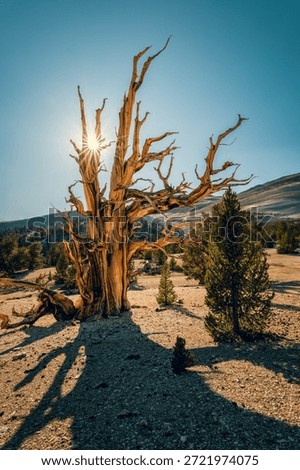 Ancient bristlecone pine tree, one of the oldest plant in the entire world during sunny day, growing at Patriarch Grove in White Mountains, California, USA. 